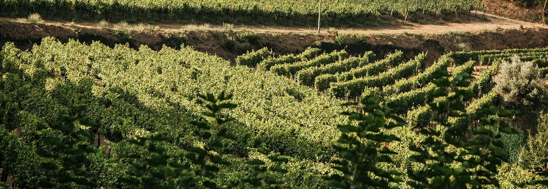 Discover Covela